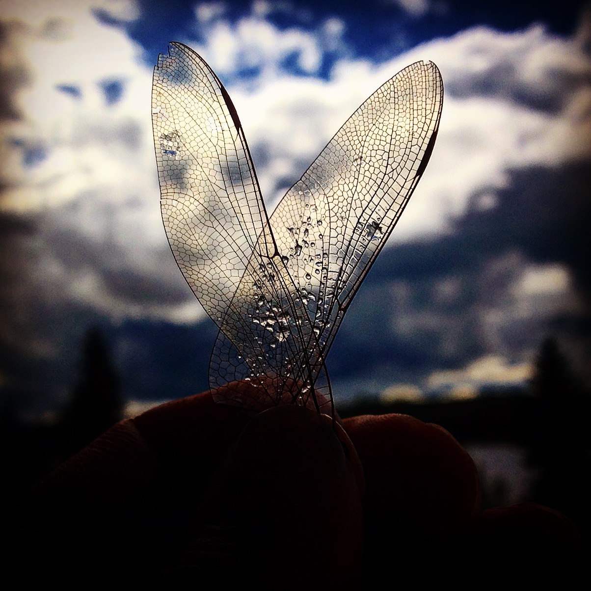 Dragonfly wings